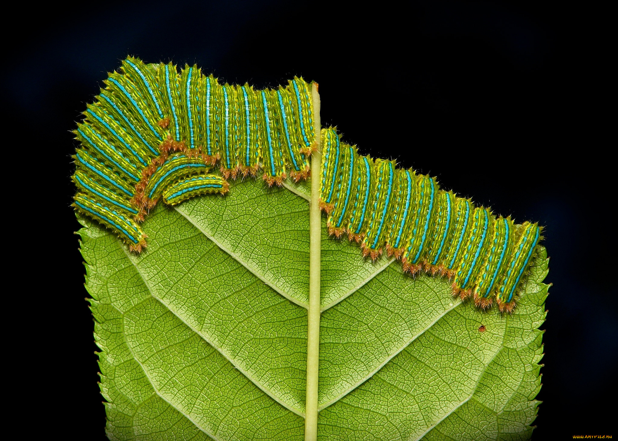 , , itchydogimages, , 